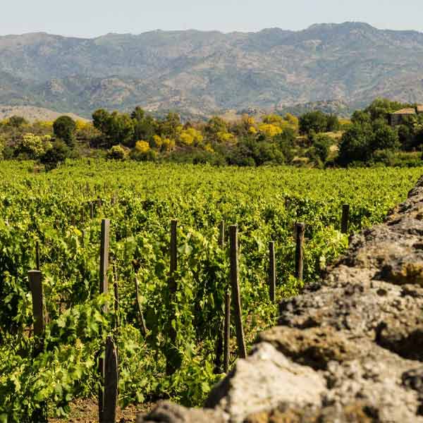 Wine & Food pairing: 5 vins Etna DOC - BIO
